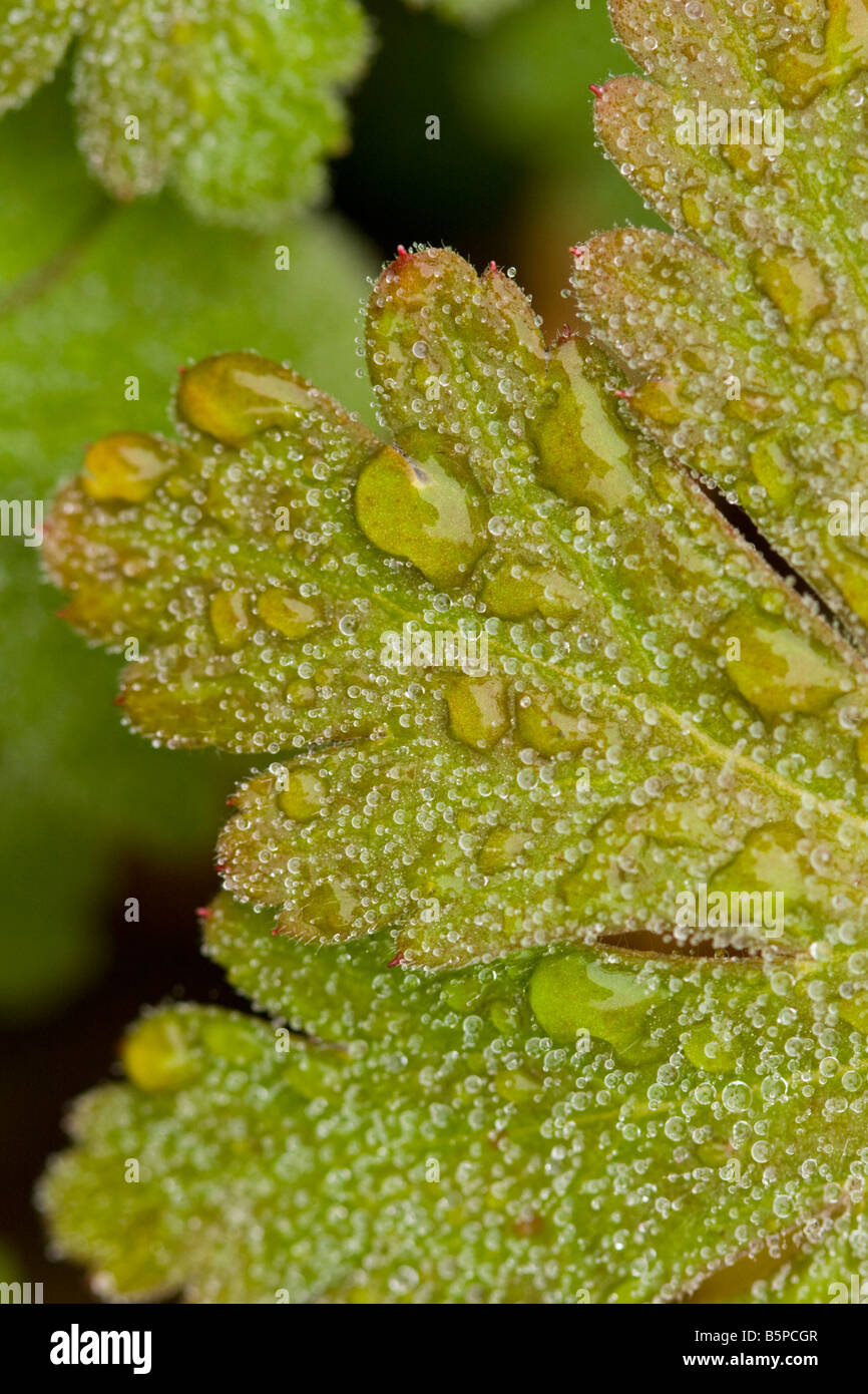 Rugiada di mattina su un Bigfoot Geranio (Geranium macrorrhizum) foglie Foto Stock