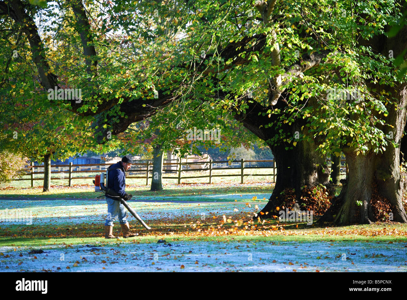 Cancellazione di foglie di autunno in giardino, Virginia Water, Surrey, England, Regno Unito Foto Stock