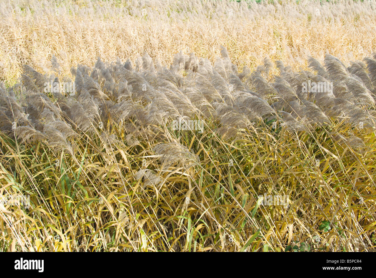 Fiume fittamente rivestito in susuki o giapponese pampass erba. Foto Stock