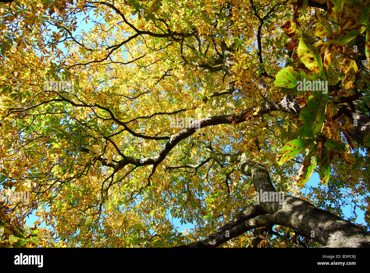 Horse-Chestnut Albero in autunno, Virginia Water, Surrey, England, Regno Unito Foto Stock