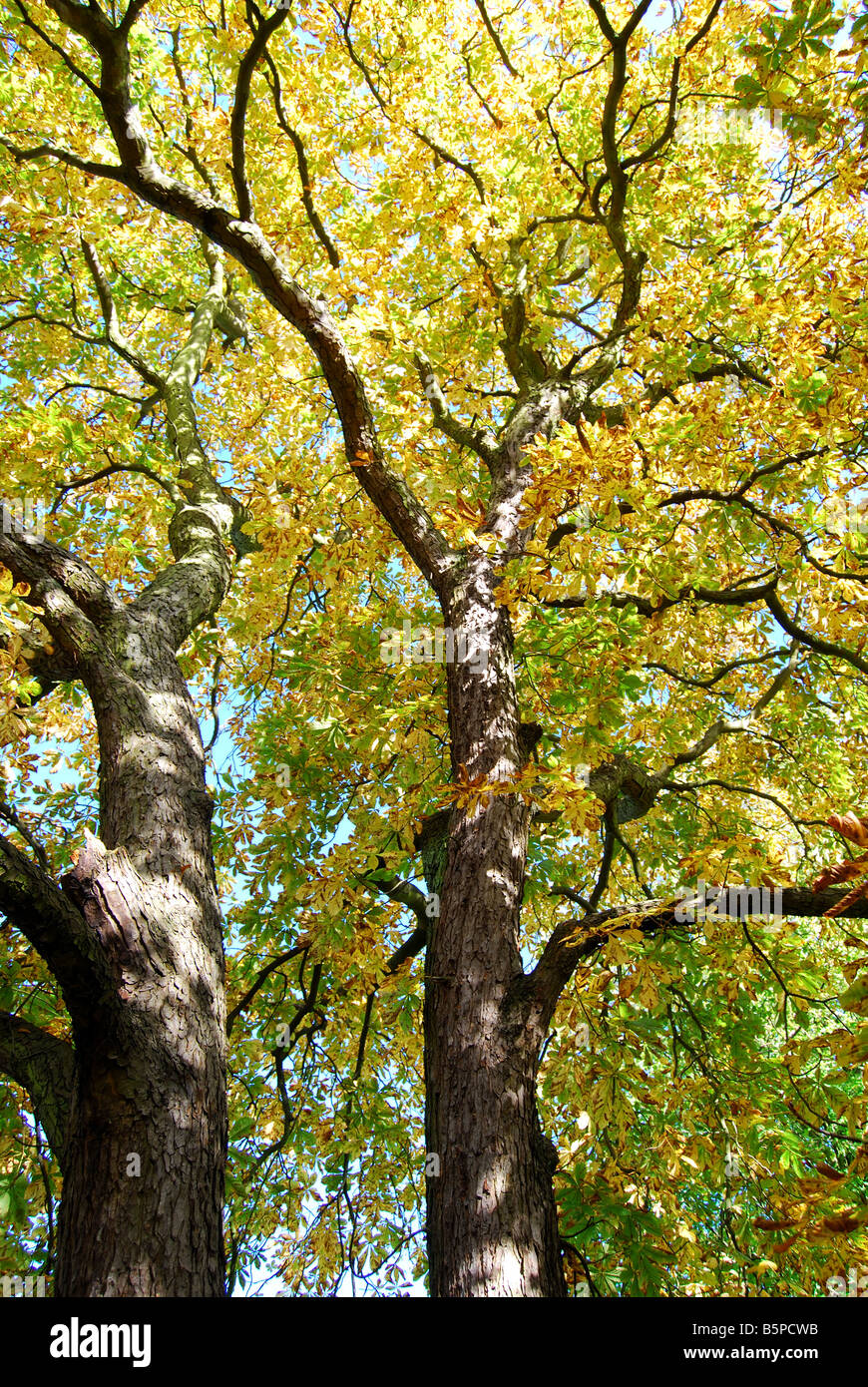 Ippocastano di albero in albero in autunno, Virginia Water, Surrey, England, Regno Unito Foto Stock
