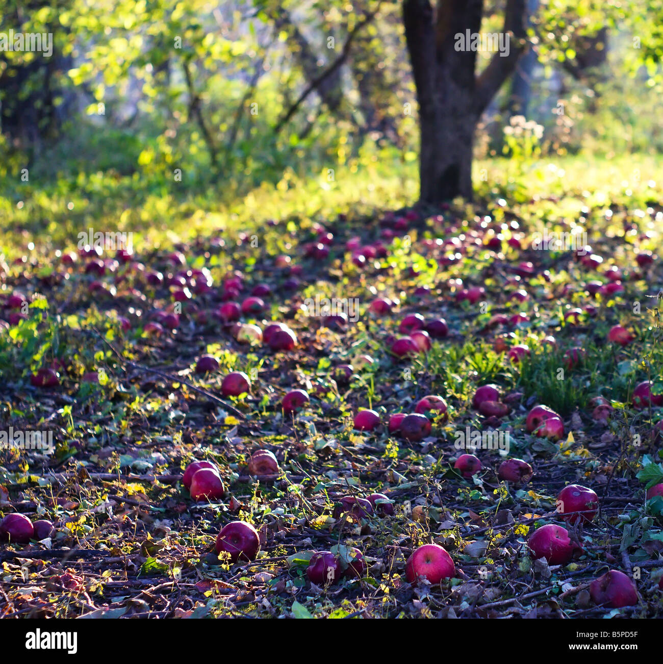 Le mele rosse che sono caduti a terra in un frutteto. Foto Stock