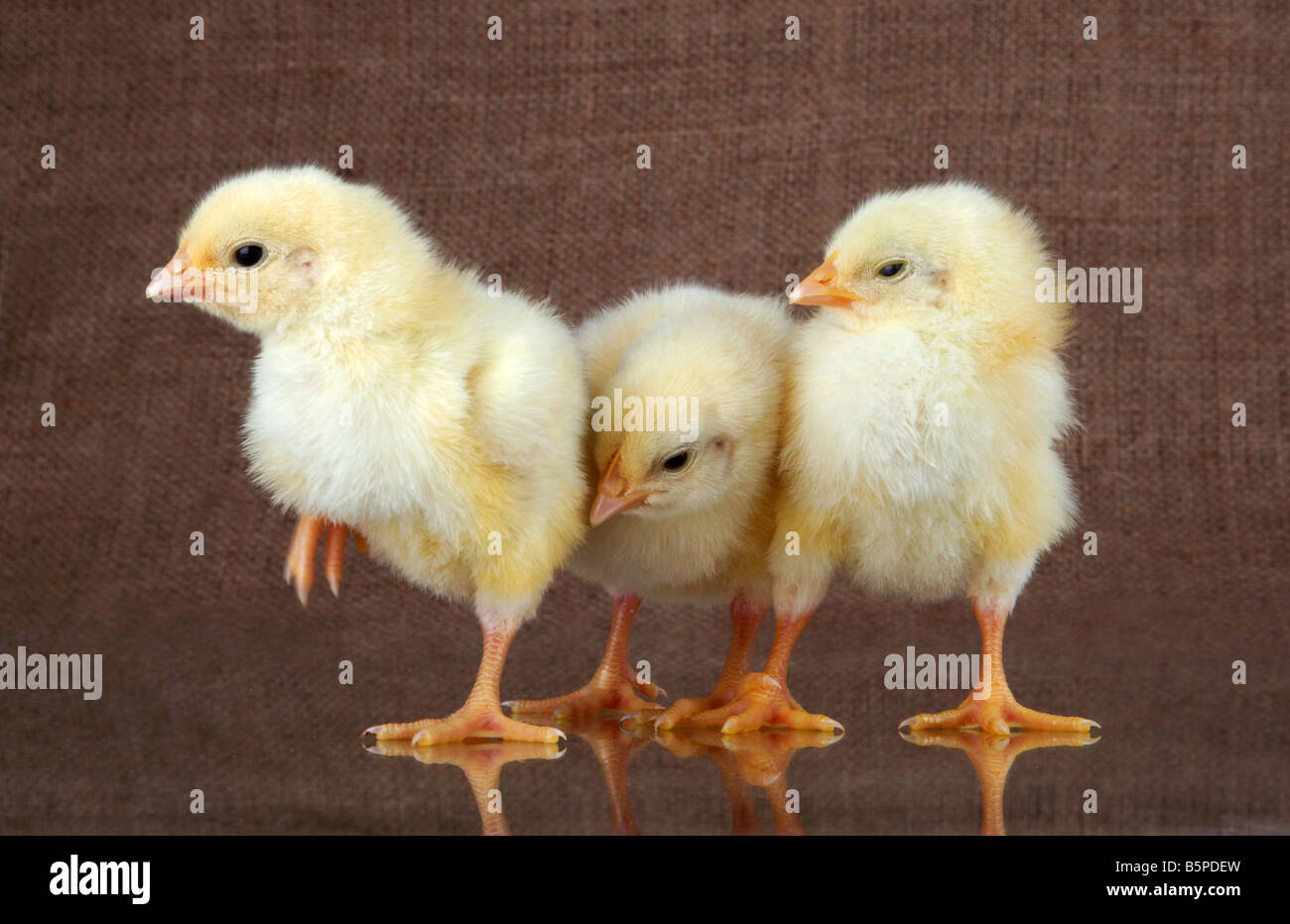 Tre piccoli polli sono impegnati in affari privati Foto Stock