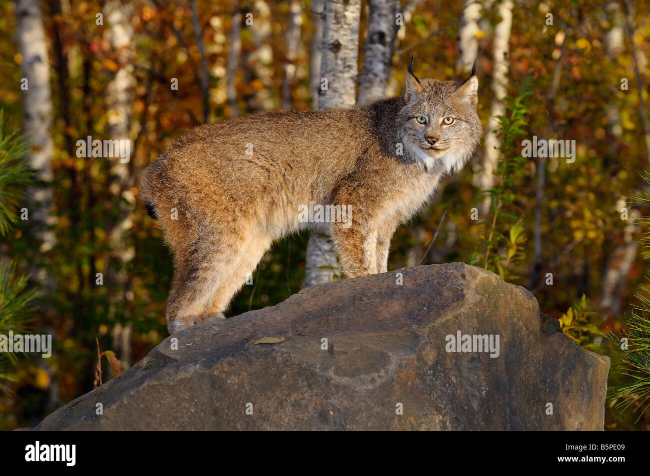 Lince canadese in piedi su una roccia in un bosco di betulle, in autunno a sunrise Foto Stock