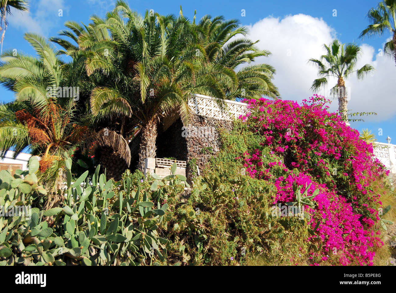 Colorate bouganville, cactii e palme, Cabo Blanco, Tenerife, Isole Canarie, Spagna Foto Stock