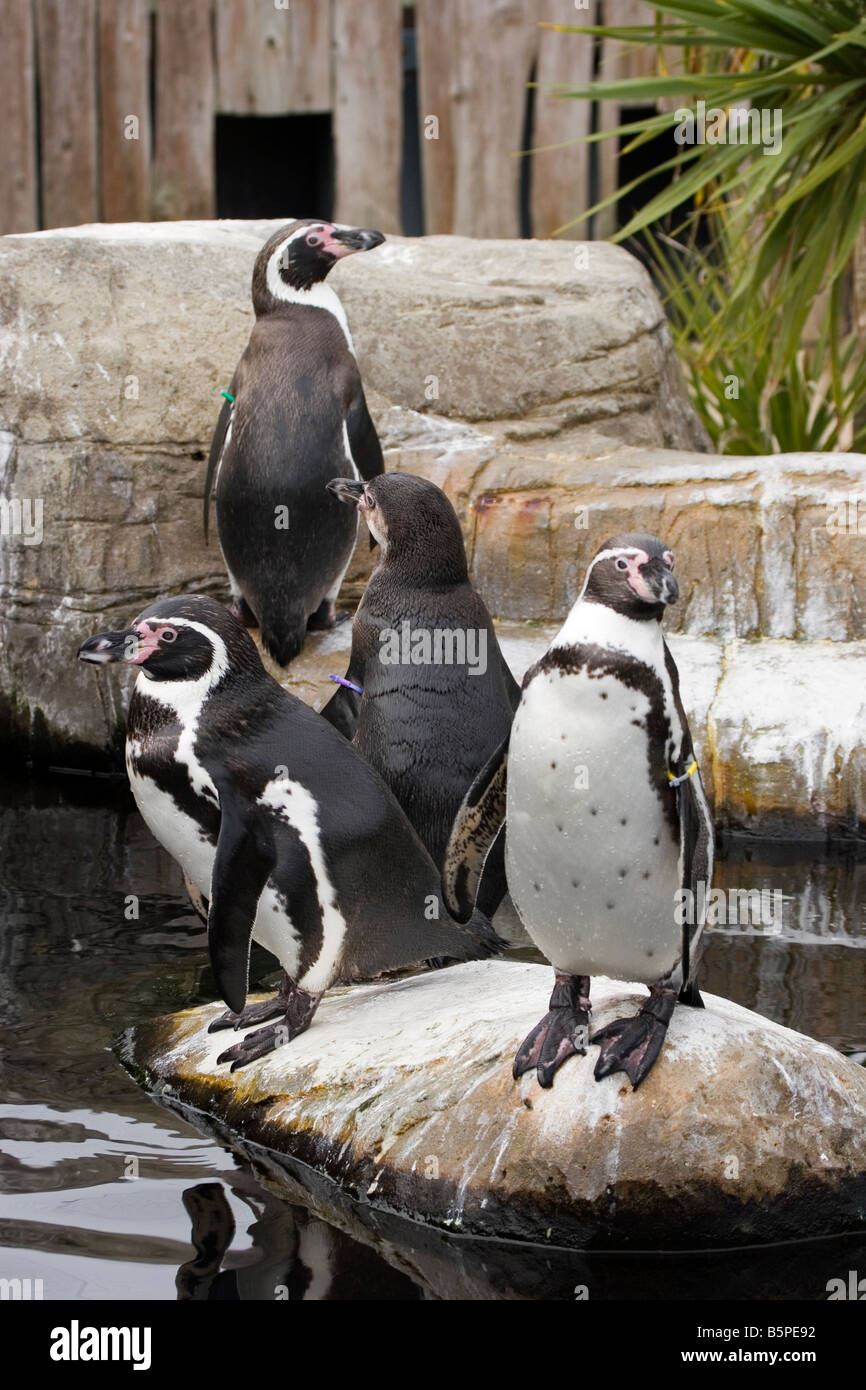 I pinguini Jackass in cattività Foto Stock