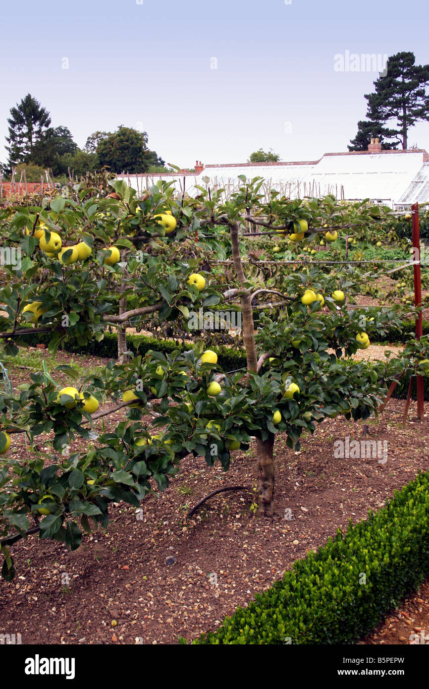 Vecchia cucina inglese mela golden nobile che cresce su un albero a spalliera. Foto Stock