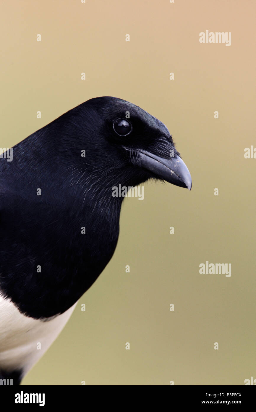 Gazza Pica pica close up Potton Bedfordshire Foto Stock
