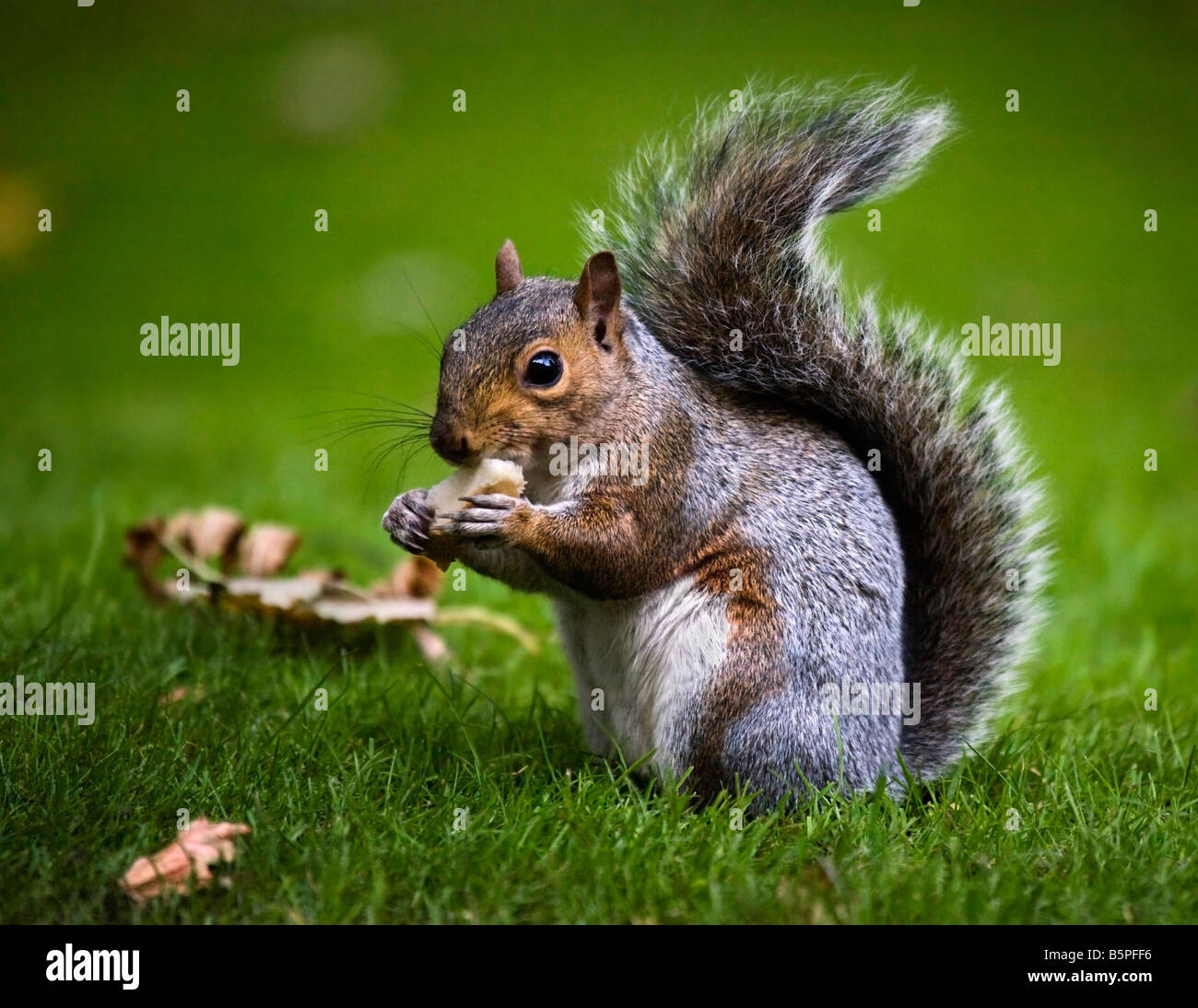 American orientale scoiattolo grigio Sciurus carolinensis mangiare un pezzo di pane. Foto Stock