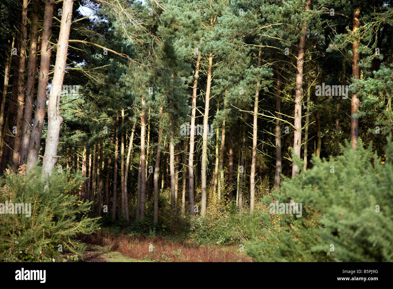 Autunno a venerdì boschi IN COLCHESTER ESSEX INGHILTERRA Foto Stock