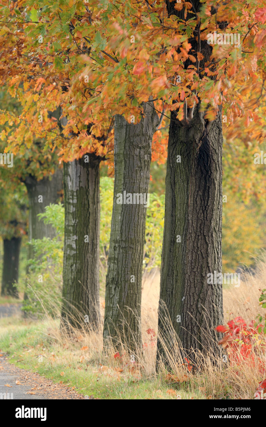 Vecchie querce rosse in autunno Quercus rubra Foto Stock