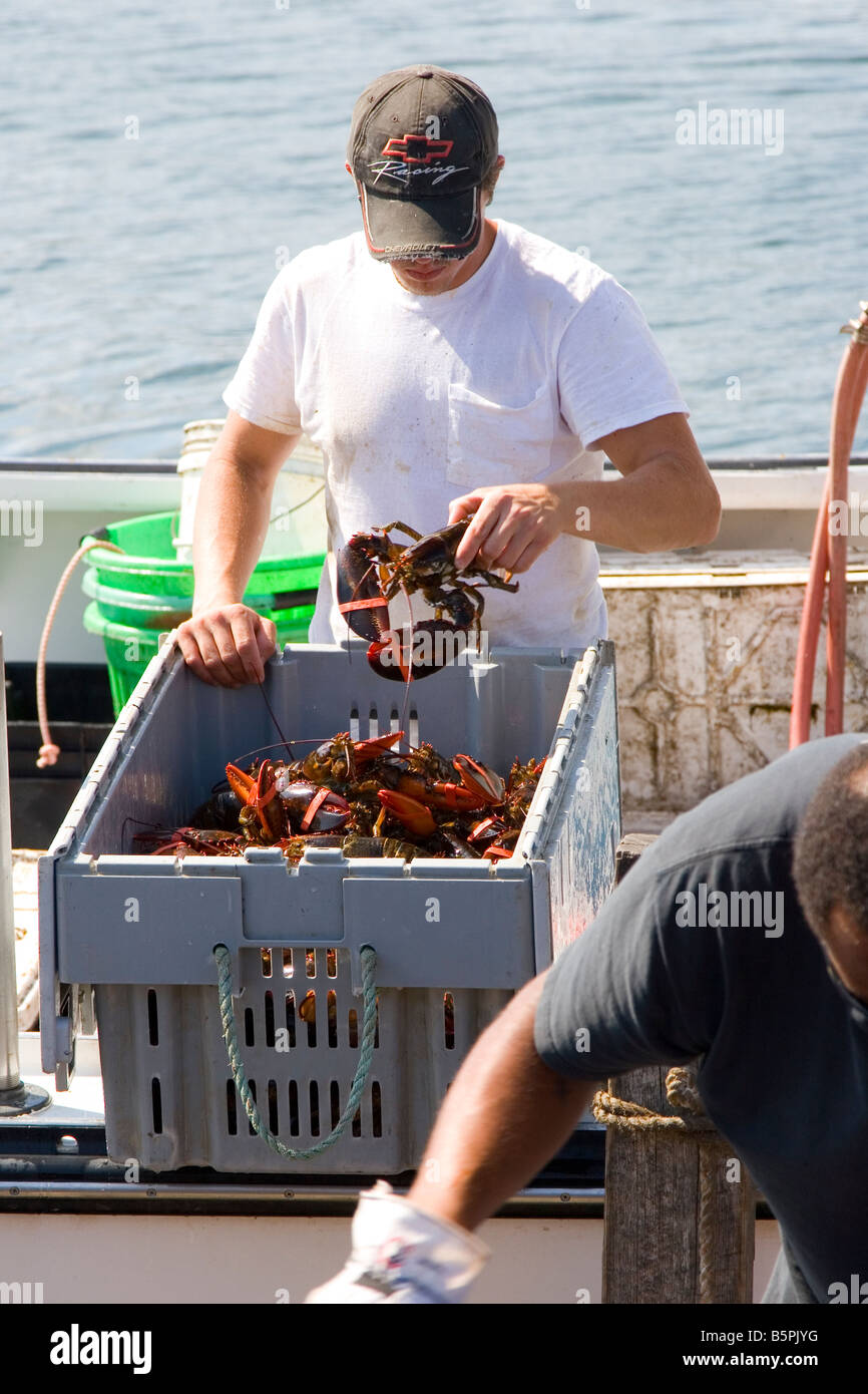 Lobster collocato in borsa dal pescatore di aragoste, costa del Maine, Stati Uniti d'America. Foto Stock