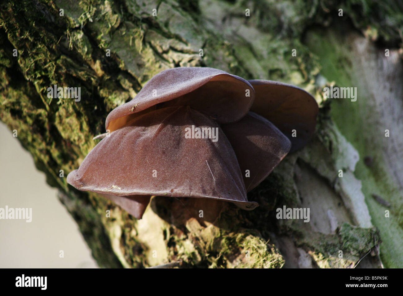 Giudeo l orecchio fungo Auricularia padiglione auricolare-judae, Hirneola padiglione auricolare-judae, crescente sul Sambuco Foto Stock