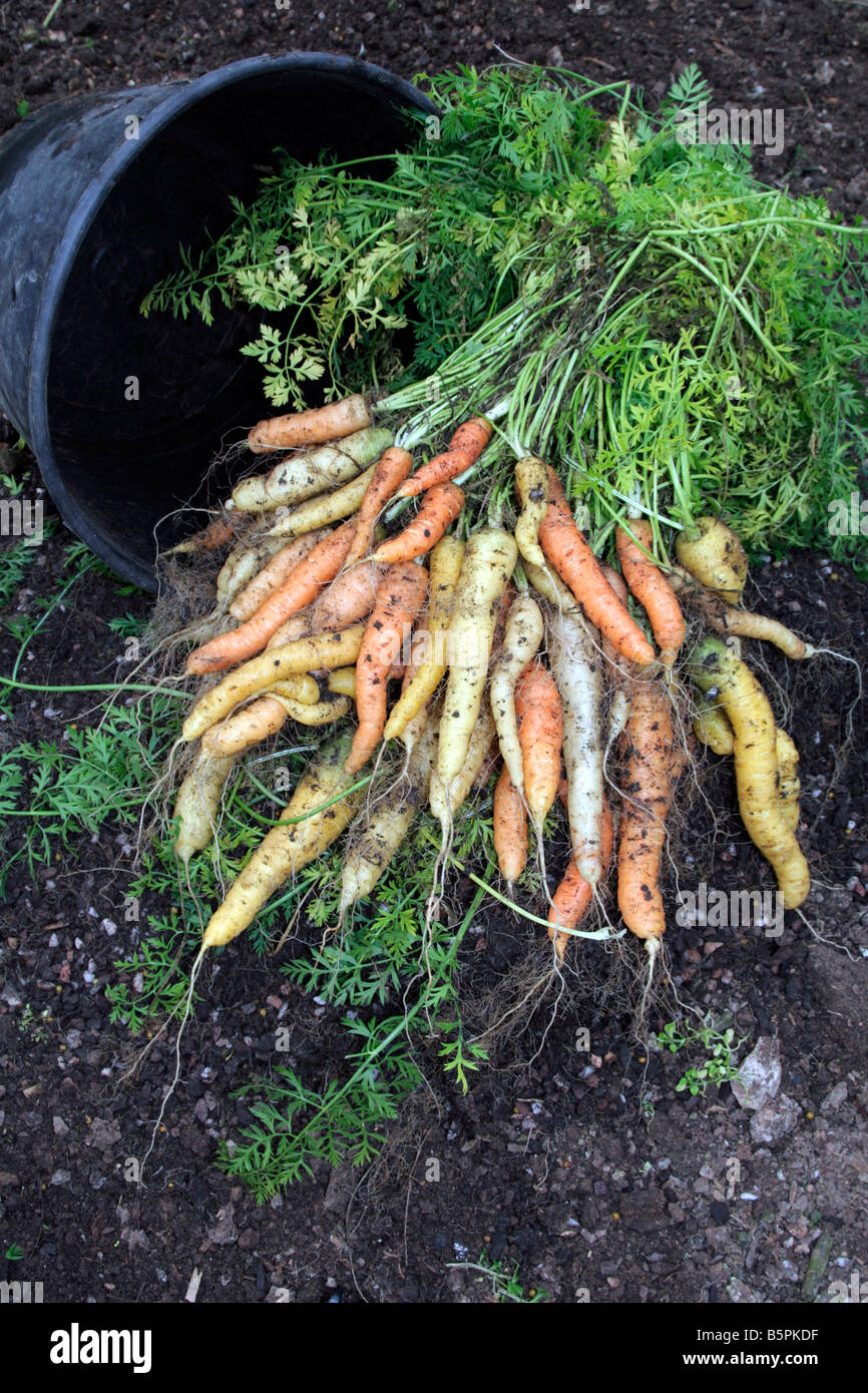 La carota Rainbow seminate a fine aprile IN UN 15 pentola litri circa 30cm  diametro superiore prodotta 2,3 kg di carote 5 libbre Foto stock - Alamy