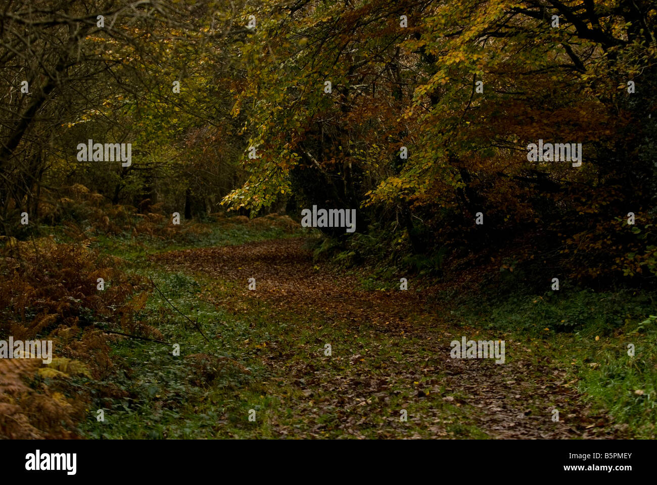 Cardinham boschi, Bodmin, Cornwall, Inghilterra Foto Stock