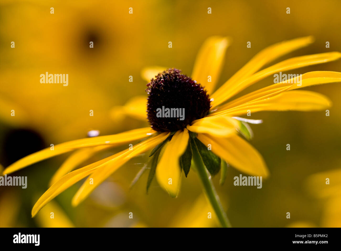 Rudbeckia Fulgida Dreamii Foto Stock