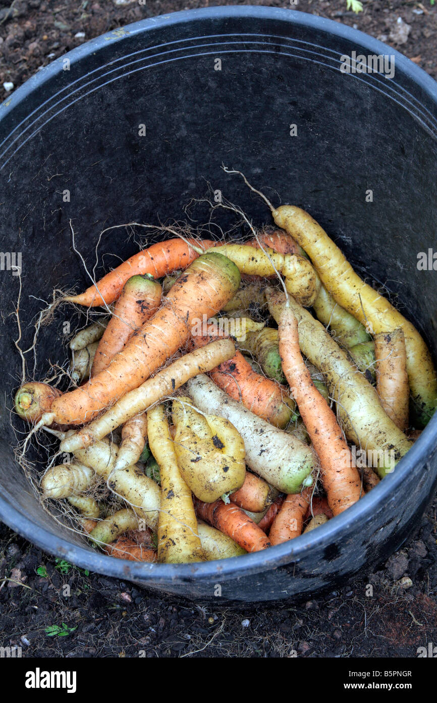 La carota Rainbow seminate a fine aprile IN UN 15 pentola litri circa 30cm diametro superiore prodotta 2,3 kg di carote 5 libbre Foto Stock