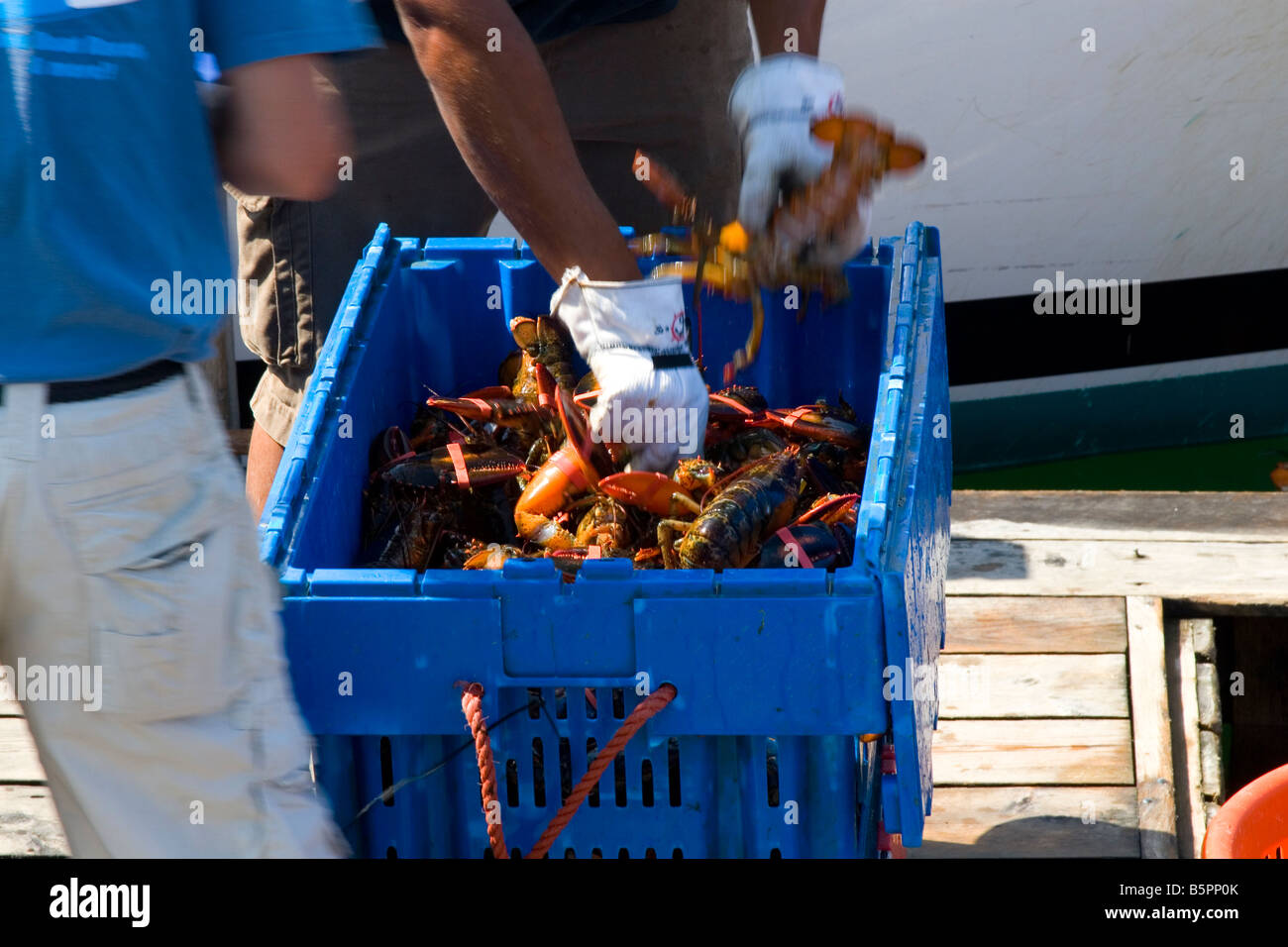 Lobster collocato in borsa dal pescatore di aragoste, costa del Maine, Stati Uniti d'America. Foto Stock