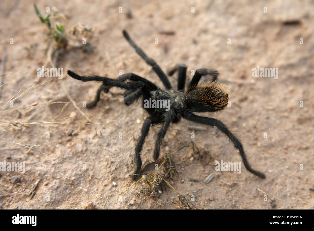 Deserto o bionda messicana tarantula (Aphonopelma chalcodes), Arizona, Stati Uniti d'America Foto Stock