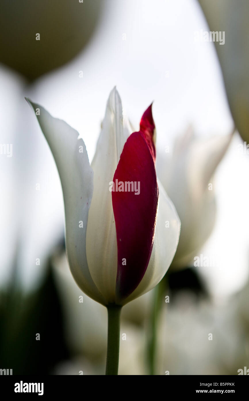 Bianco Rosso Tulip tulipani piante bulbi diversi petali di colore colore giardino pubblico molla fiore fiori in colori misti giardinaggio Foto Stock