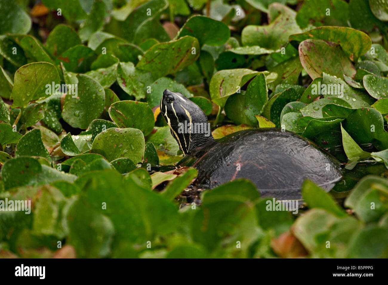 Florida rosso tartaruga panciuto Chrysemys nelsoni cavatappi palude Sancturary Florida Foto Stock