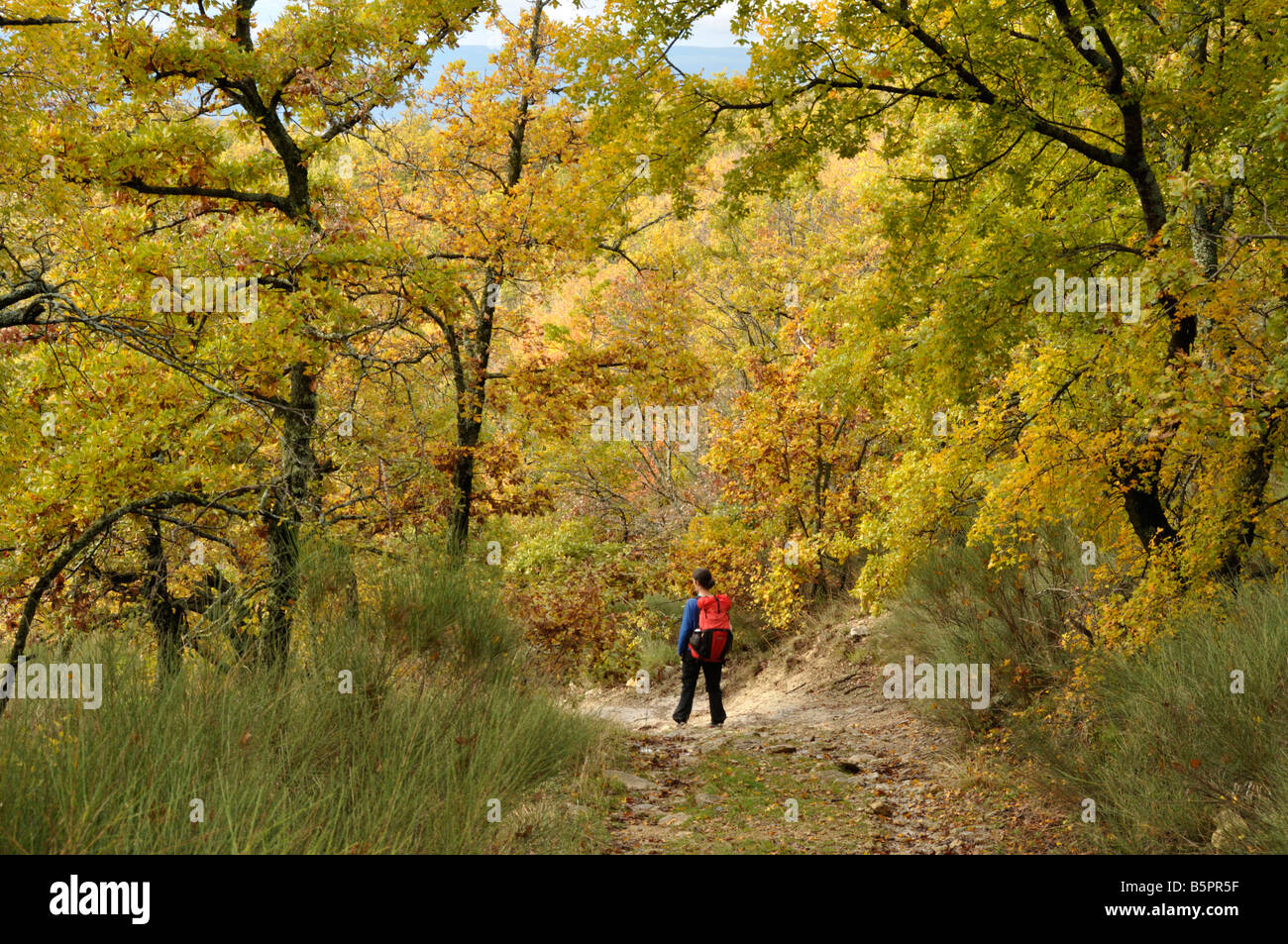 Walker in autunno boschi Auribeau Provenza Francia Foto Stock
