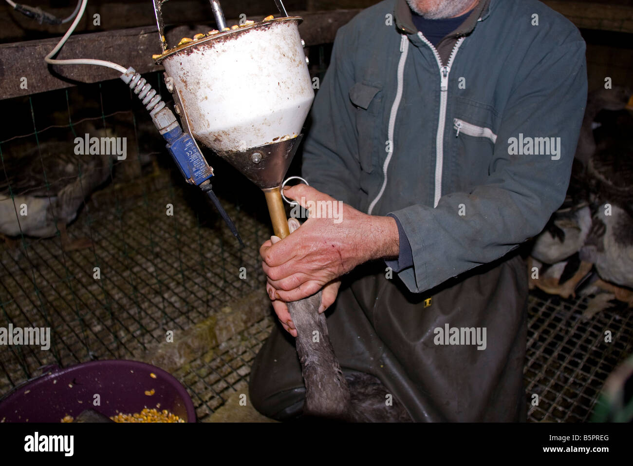 Oca forza essendo alimentato. Sonda gastrica des Oies, Perigord Francia. orizzontale.87442 alimentazione d'oca Foto Stock