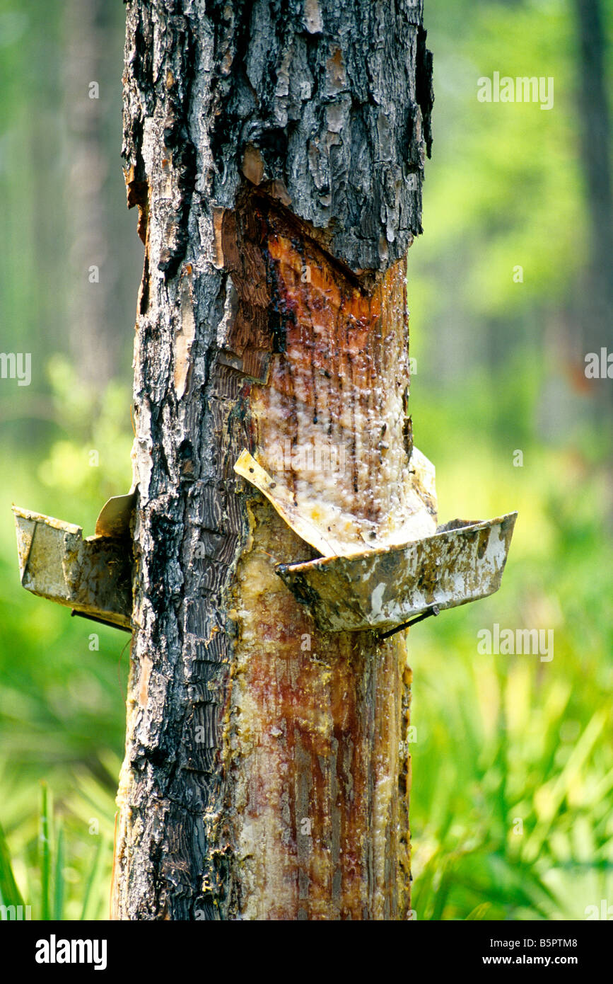 Loblolly Pine, resina tegami di cattura. Foto Stock