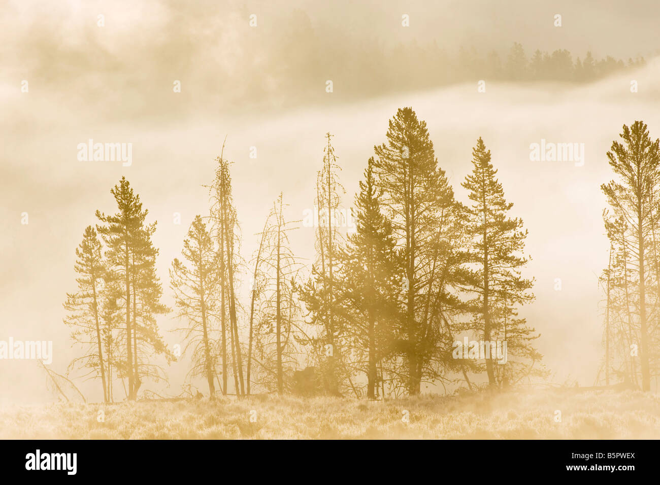 La mattina presto le nebbie che salgono dal fiume Yellowstone Foto Stock