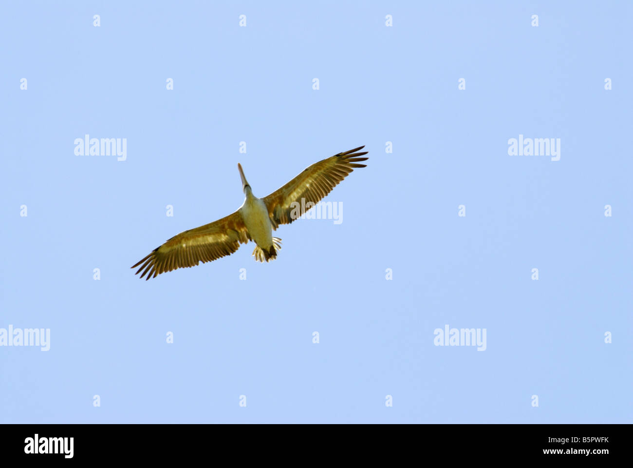 Pellicano grigio IN VOLO IN KUNDAKULAM Bird Sanctuary TAMILNADU Foto Stock