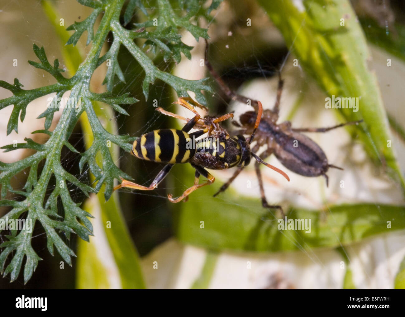 Spider e wasp battaglia di insetti in una ragnatela, Predatore e preda lotta per la sopravvivenza. Una delle 4 immagini Foto Stock