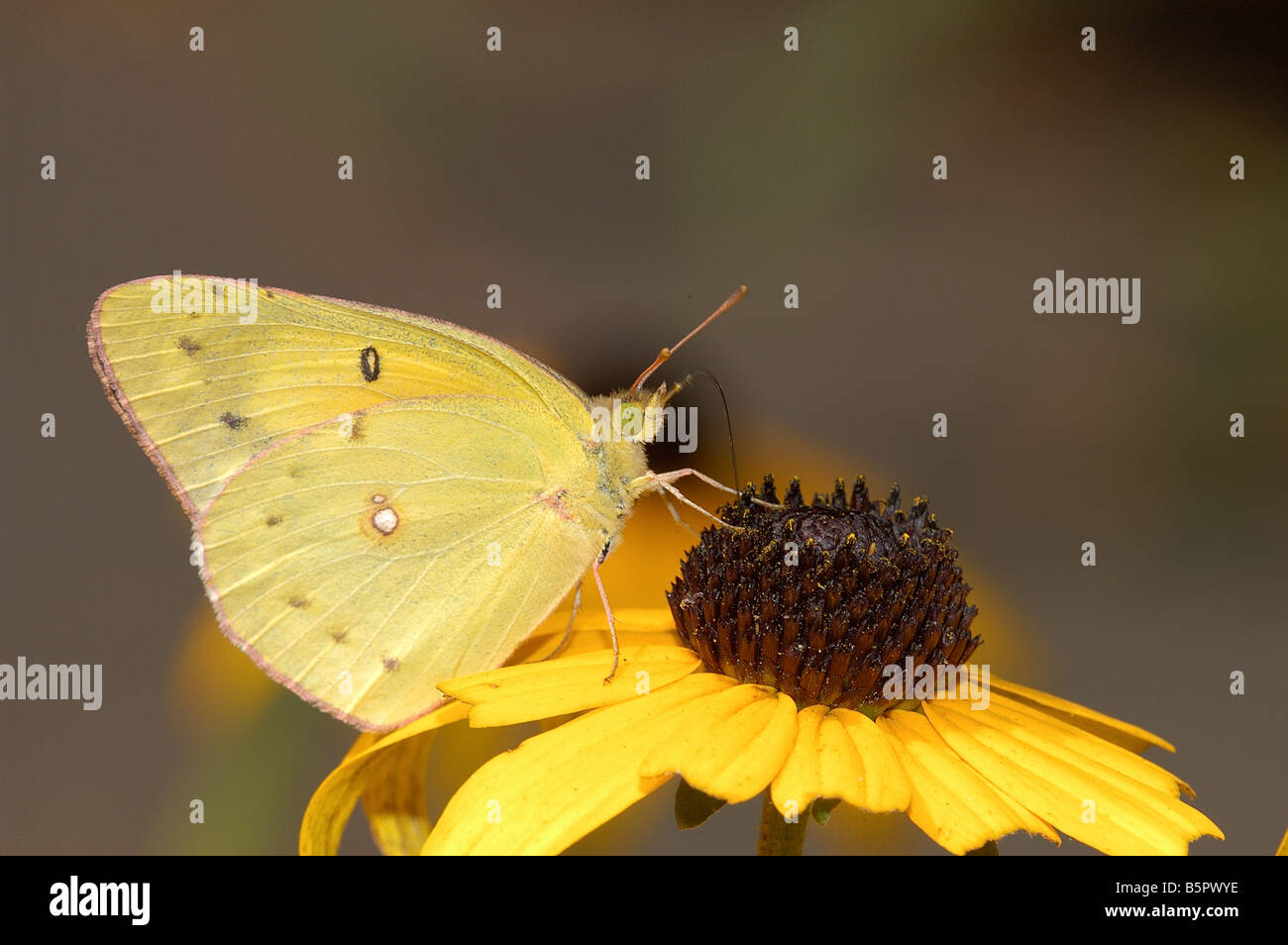 Una farfalla su un Black-Eyed Susan fiore. Foto Stock