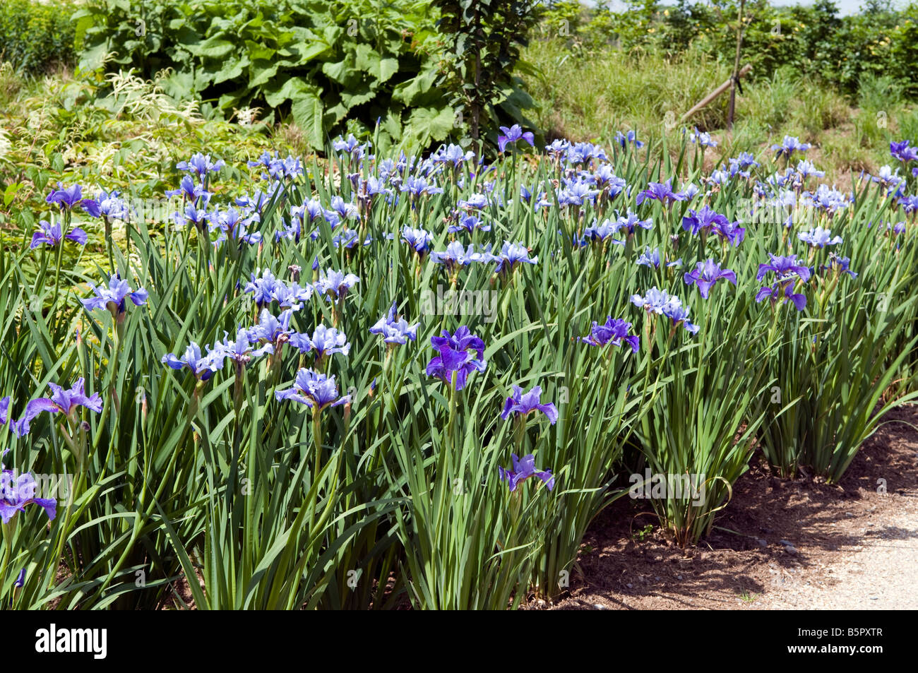 Iris sibirica 'Peg Edwards' Foto Stock