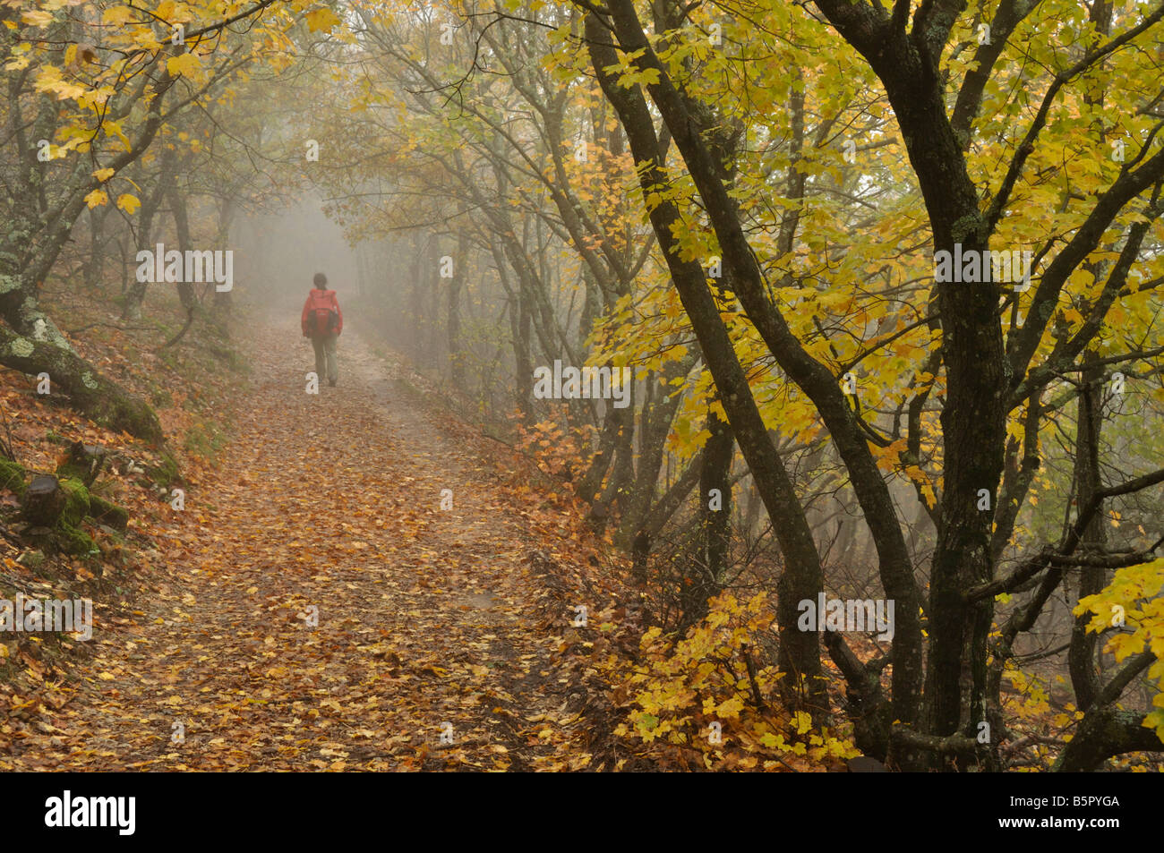 Walker in autunno boschi Mourre Negre Grand Luberon Provence Francia Foto Stock