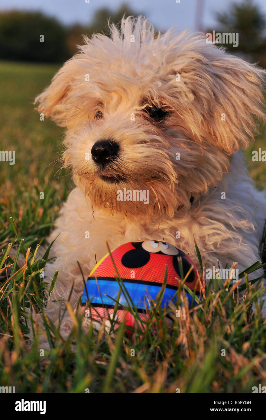 Un piccolo grazioso shnoodle bianco (o bichon mix), cane canine, frolics, tranquillamente poggia in erba come il sole tramonta in lontananza. Foto Stock