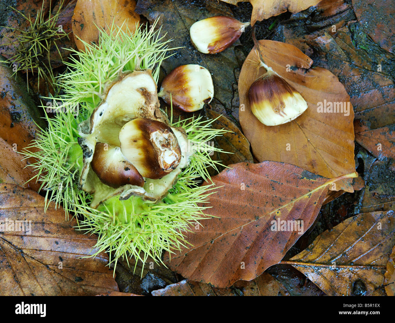 Appena scesi CUPULE del dolce di castagne con dadi giacente sul piano di Bosco in autunno, NORFOLK East Anglia England Regno Unito Foto Stock