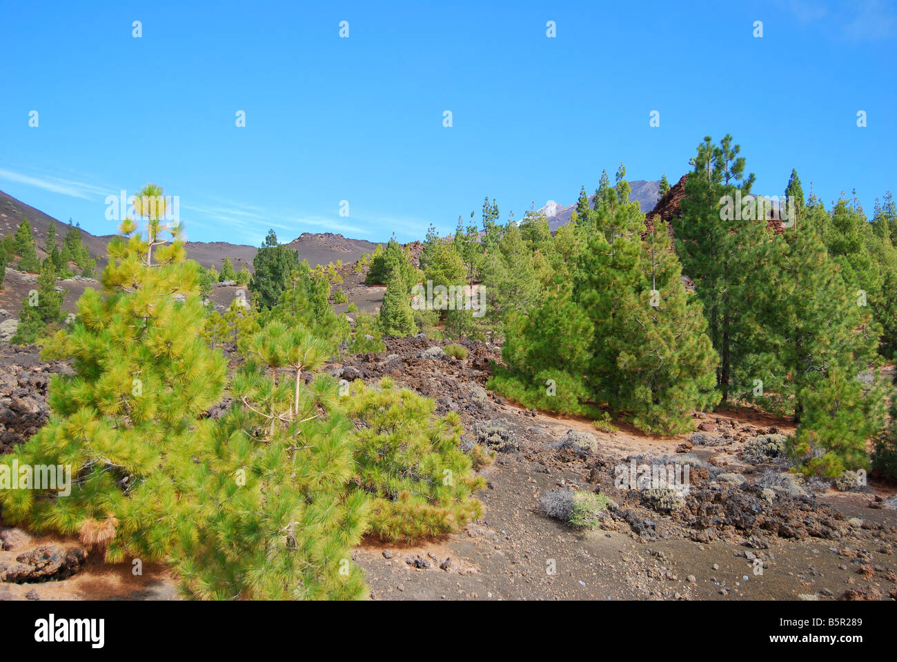 Lave campo e canaria di alberi di pino, il Parque Nacional del Teide Tenerife, Isole Canarie, Spagna Foto Stock