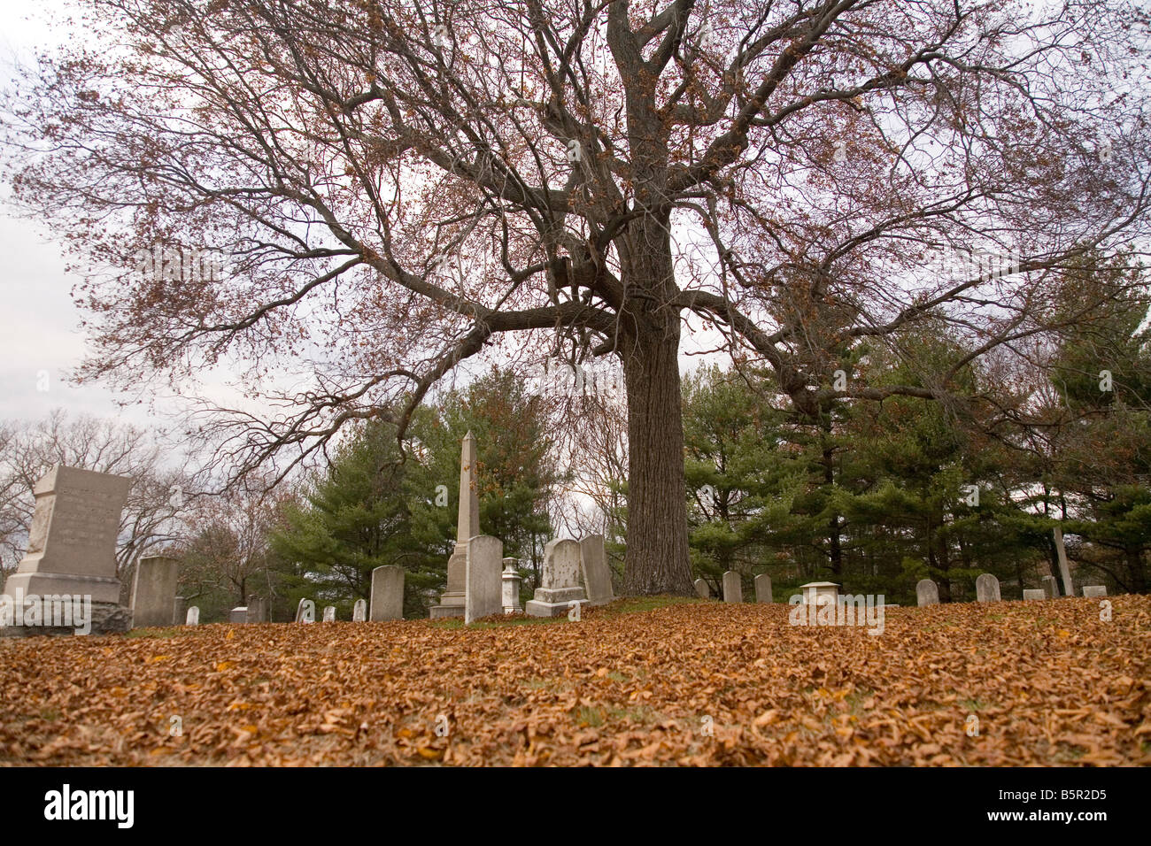 Fotografia di un albero in un cimitero con le foglie sul terreno Foto Stock