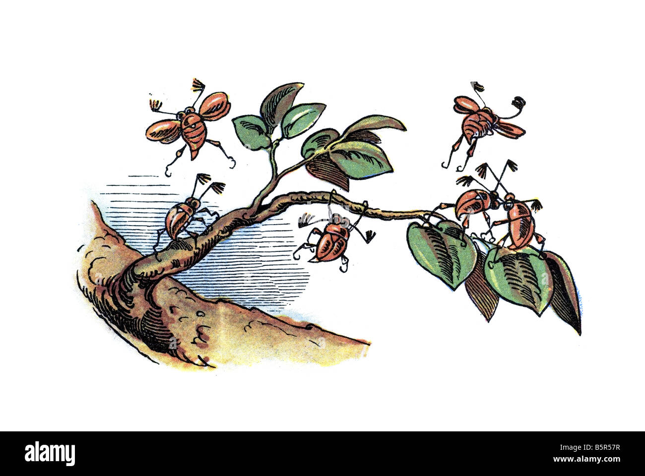 Può chafer beetle, Max e Moritz una storia di sette fanciullesco scherzi Heinrich Christian Wilhelm Busch 1865 Foto Stock