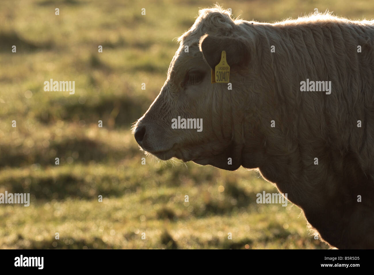 Carne di vitello con Tag orecchio, Retroilluminato dalla mattina presto alla luce del sole. Foto Stock