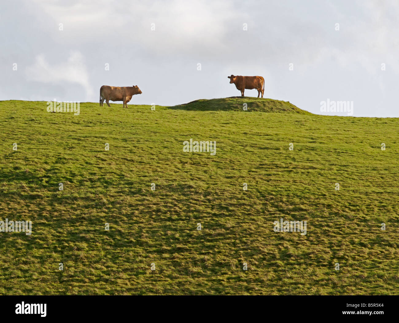 Due mucche su una collina Foto Stock