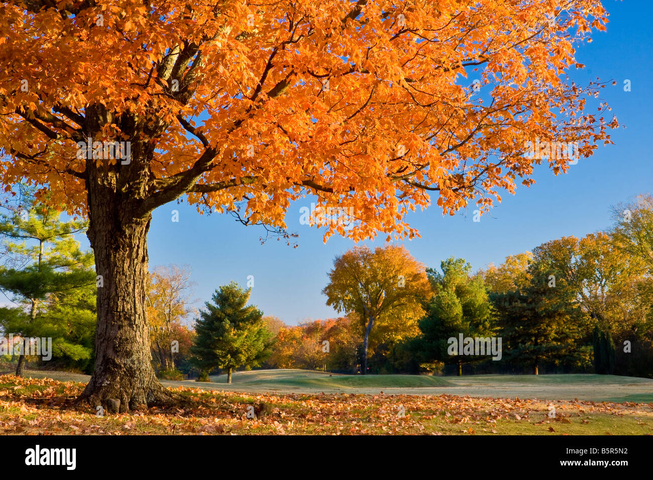 Autunno a colori in Tennessee Foto Stock