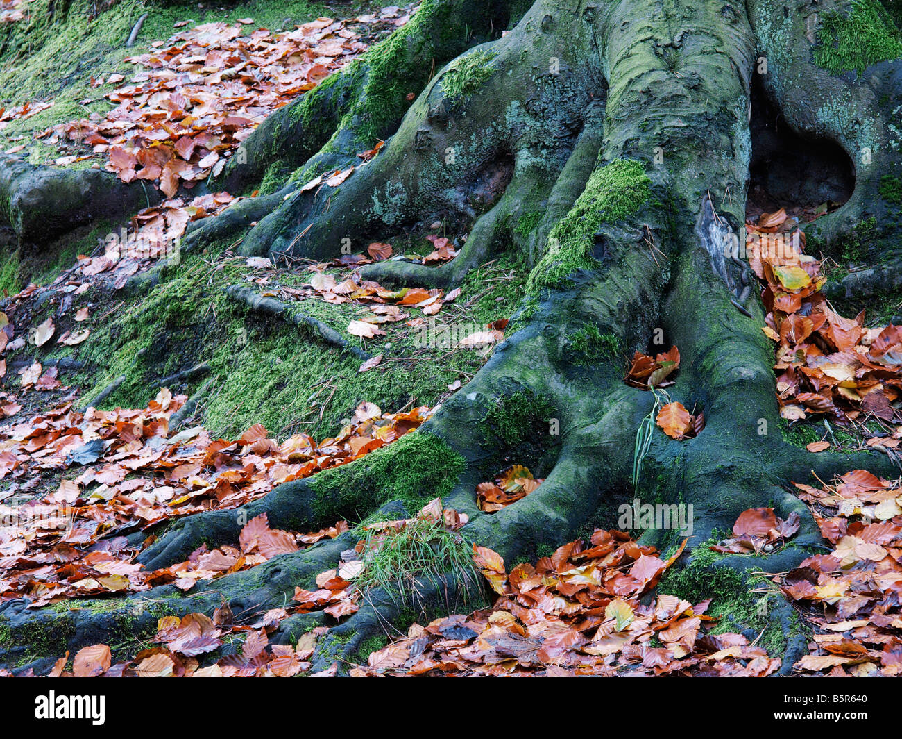 Radici di alberi al di sopra del suolo con foglie di autunno sul pavimento WOODLAND Norwich Norfolk East Anglia England Regno Unito Foto Stock