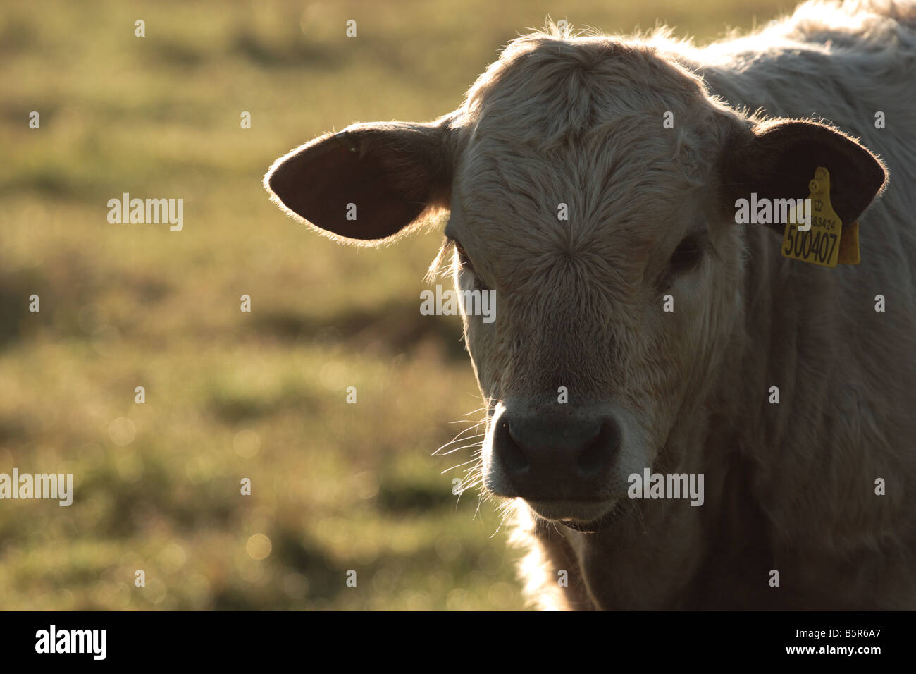 Carne di vitello con Tag orecchio, Retroilluminato dalla mattina presto alla luce del sole. Foto Stock
