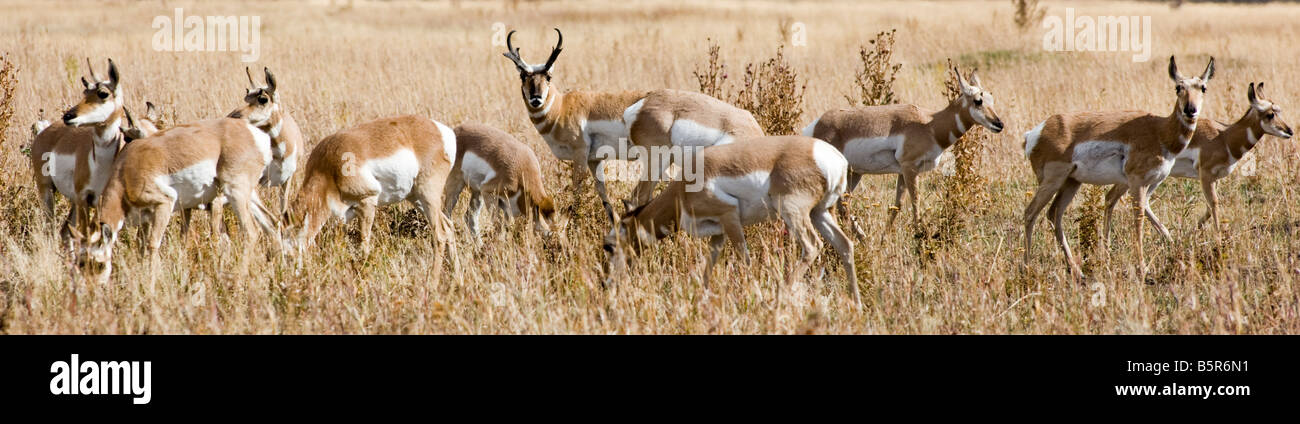 Pronghorn Antelope (Antilocapra americana), il Parco Nazionale del Grand Teton, Wyoming USA Foto Stock
