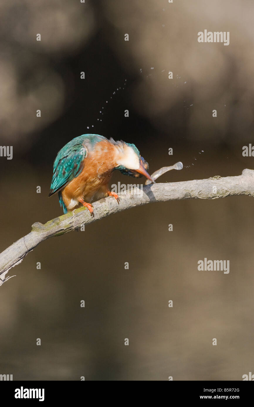 Alcedo atthis kingfisher uccidere i pesci, battendo contro il ramo Foto Stock