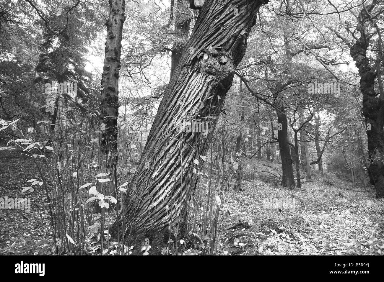 Un autunno a piedi attraverso il National Trust 'Sheringham Country Park' nord di Norfolk, Regno Unito Foto Stock