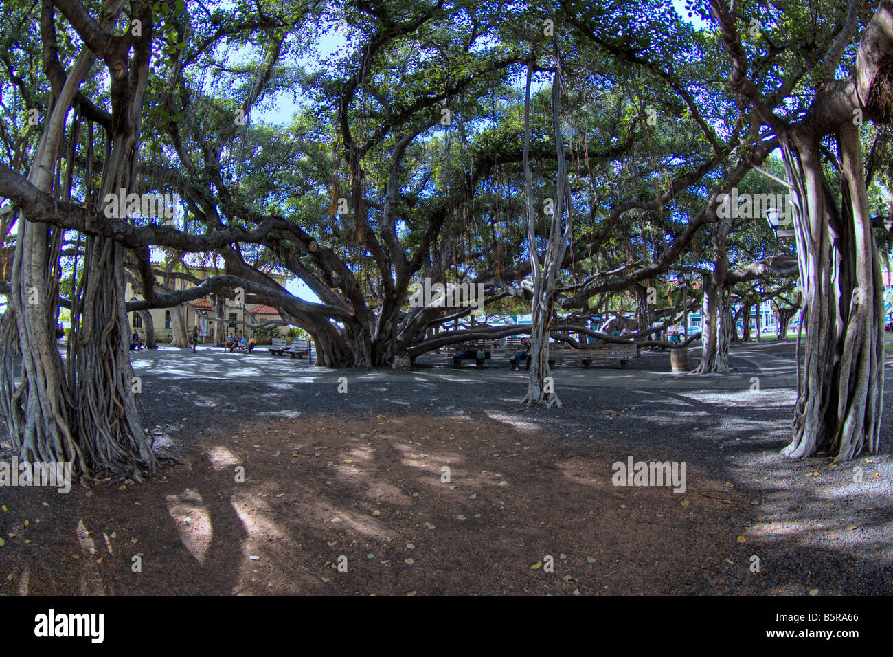 Il Banyan Tree è stato piantato nel 1873 ed è uno dei più grandi di noi che copre un intero isolato della città, Lahaina, Maui, Hawaii. Foto Stock