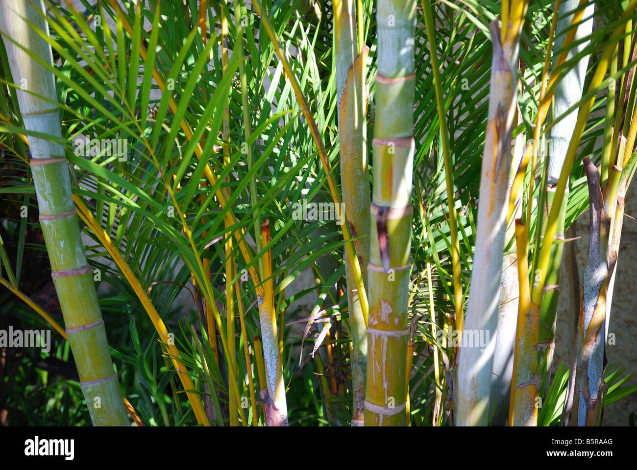 Impianto di bambù, Siam Park Water Kingdom Theme Park, Costa Adeje, Tenerife, Isole Canarie, Spagna Foto Stock