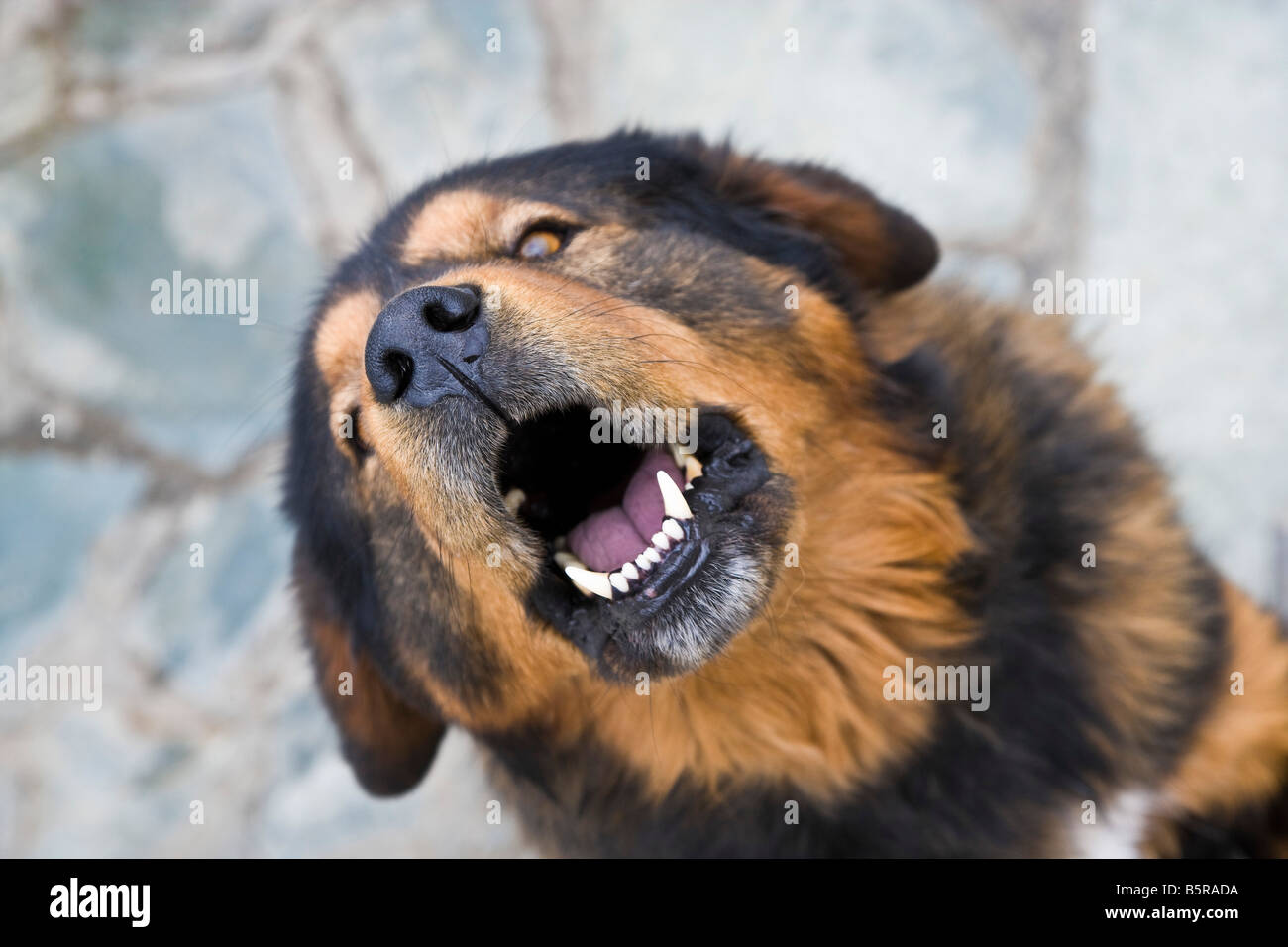 Grande arrabbiato cane feroce che mostra i denti. JMH3625 Foto Stock